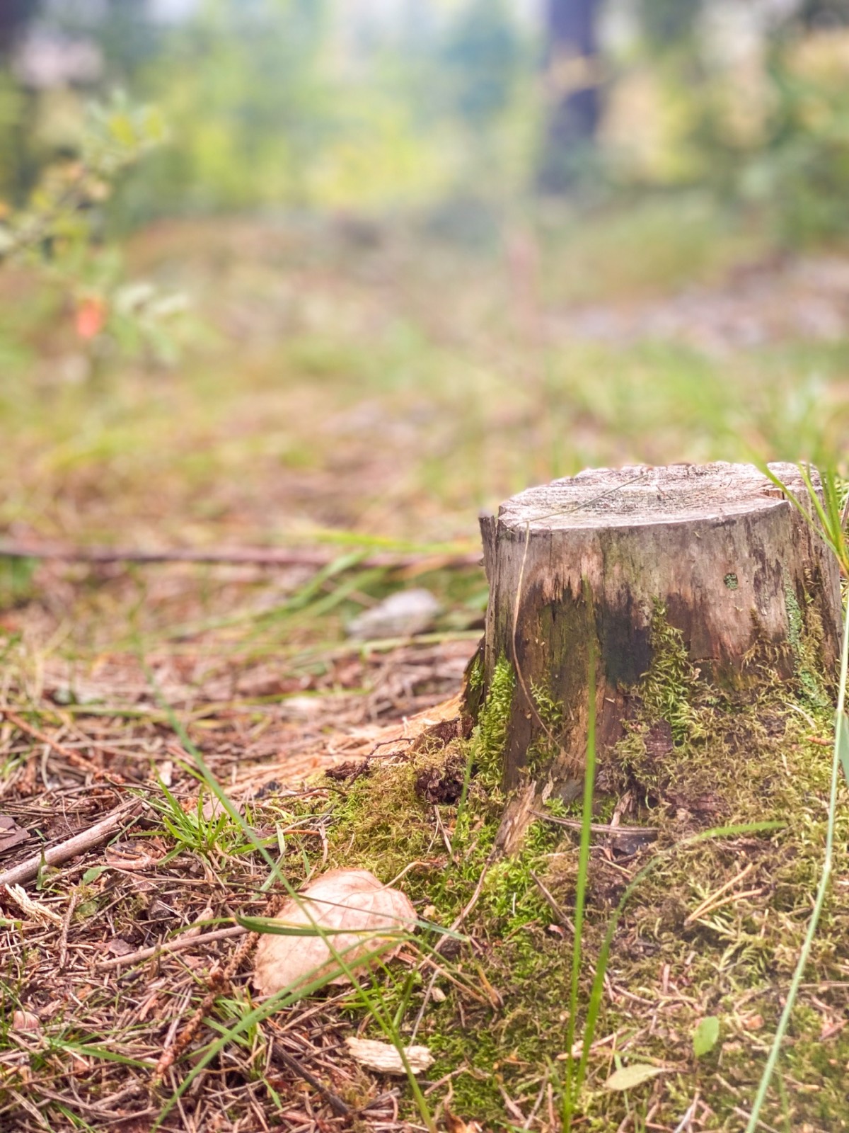 A moss-covered stump in the forest